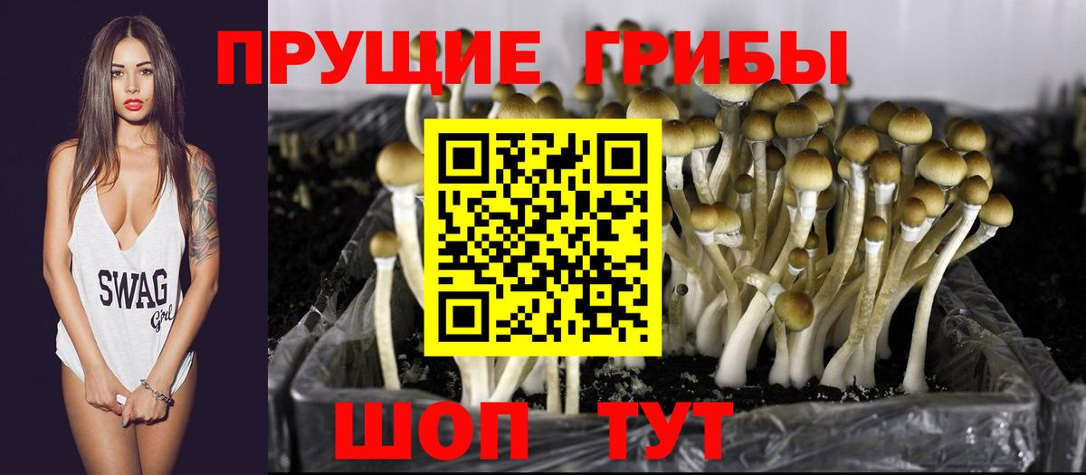Черняховск  Псилоцибиновые грибы GOLDEN TEACHER  наркотики  Вход с VPN 